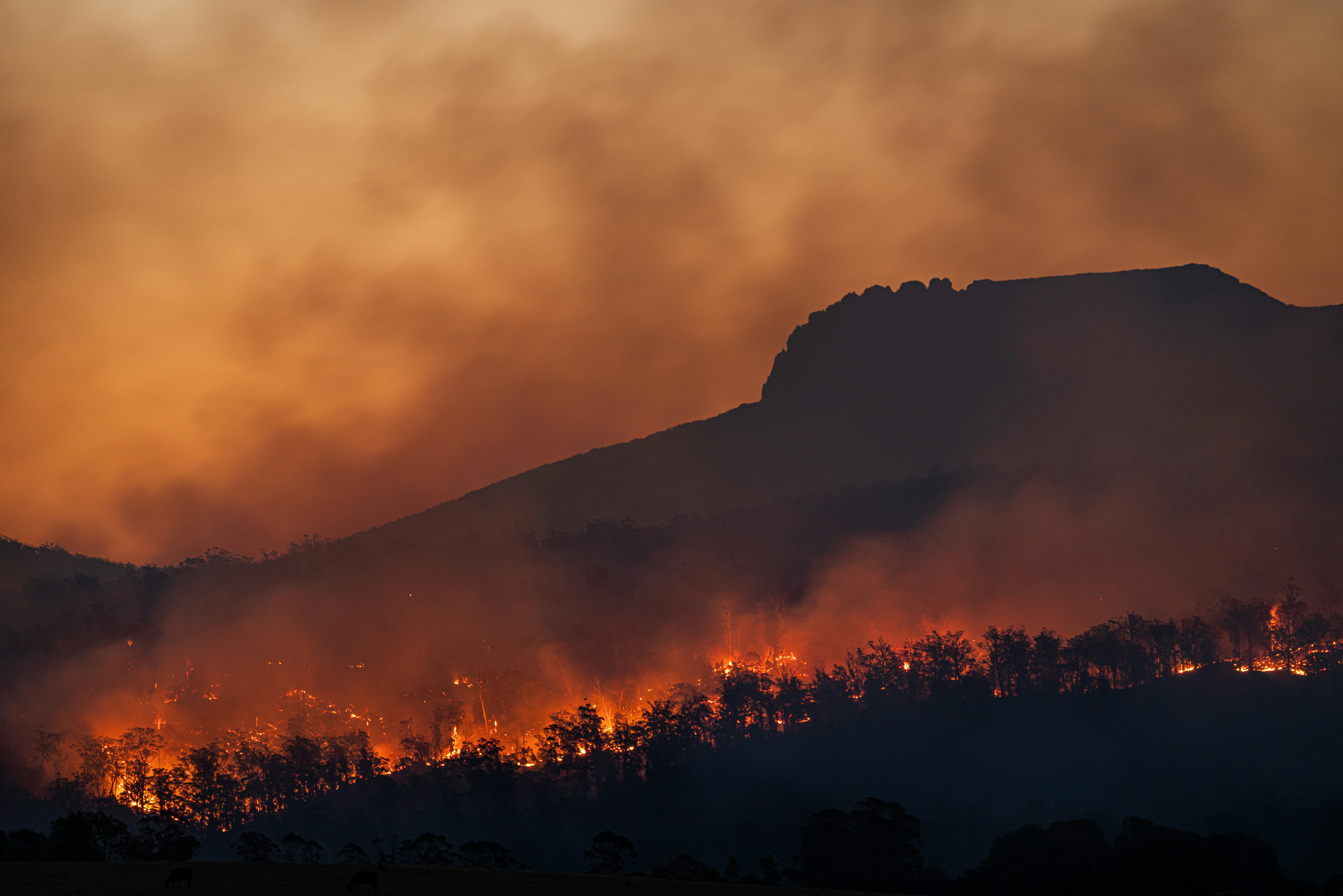 activa-emergencia-devastadores-incendios-forestales